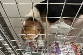 Causeway Coast Dog Rescue is appealing for information on three dogs which were found on Binevenagh Mountain on Monday, January 27.