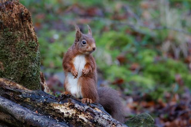 Glens Red Squirrel Group have organised a range of activities for Squirreltober. Credit Glens Red Squirrel Group
