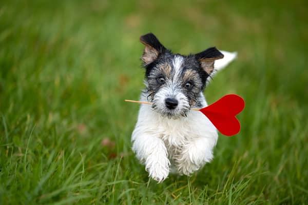 A website created for doggy dating (photo: Adobe)