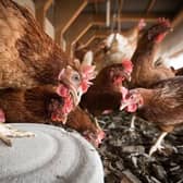 UFU are urging poultry farmers to be vigilant following bird flu outbreak at Magherafelt. Credit: Stock image
