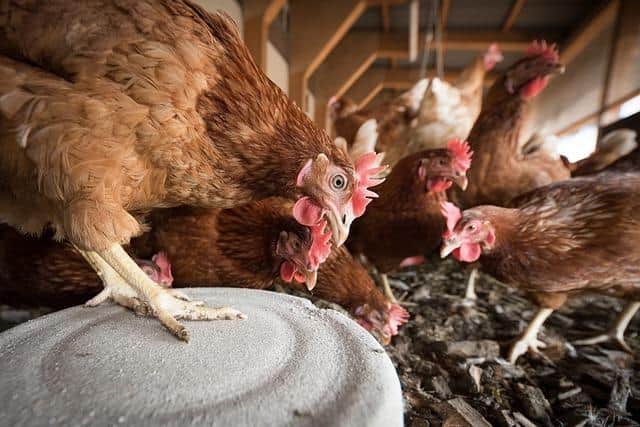 UFU are urging poultry farmers to be vigilant following bird flu outbreak at Magherafelt. Credit: Stock image