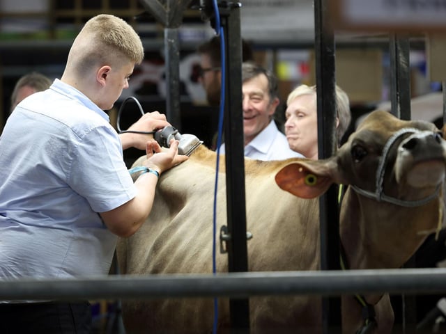 Final preparations before the cattle judging begins.