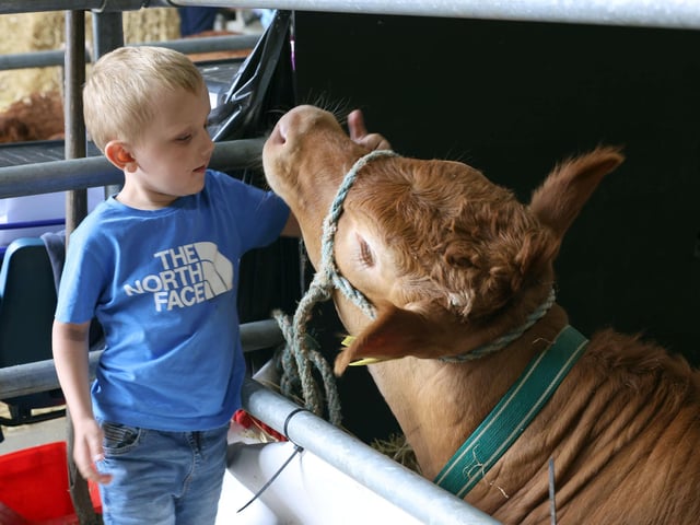 Five year old George Morrison from Killough meets a calf at Balmoral Show.
