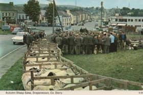 An old postcard showing the sheep market in Draperstown town centre.