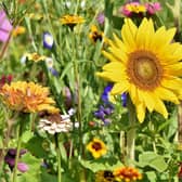 Antrim and Newtownabbey Borough Council is inviting green-fingered residents to enter the Best Kept Garden Competition 2025.  Photo: Ralph from Pixabay