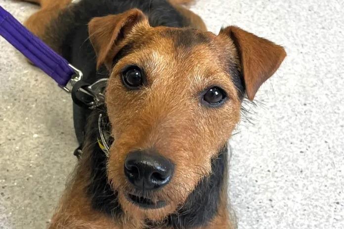 Cuan is a sweet five-year-old Lakeland Terrier ready to start searching for his forever home. Cuan is a sensitive fellow, so he will need a specific home. He does not like traffic or meeting other dogs while out on walks, which means he will need to be exercised in quiet locations. Cuan also enjoys peace and quiet at home, so an environment without a lot of noise would be perfect. A home without any children or other pets is also important for Cuan.