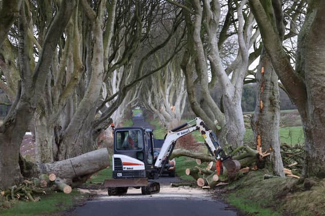 The strong winds overnight from Storm Isha has brought down another large oka tree at The Dark Hedges in Ballymoney.