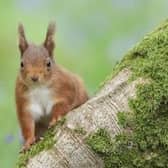 Why not try a Red Squirrel Safari this weekend?