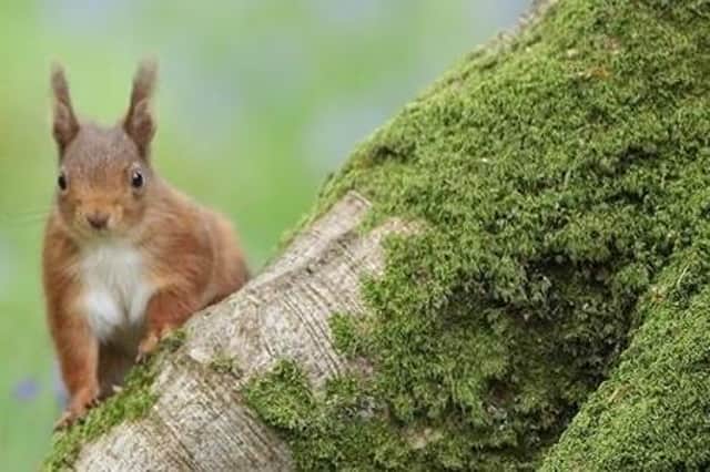 Why not try a Red Squirrel Safari this weekend?