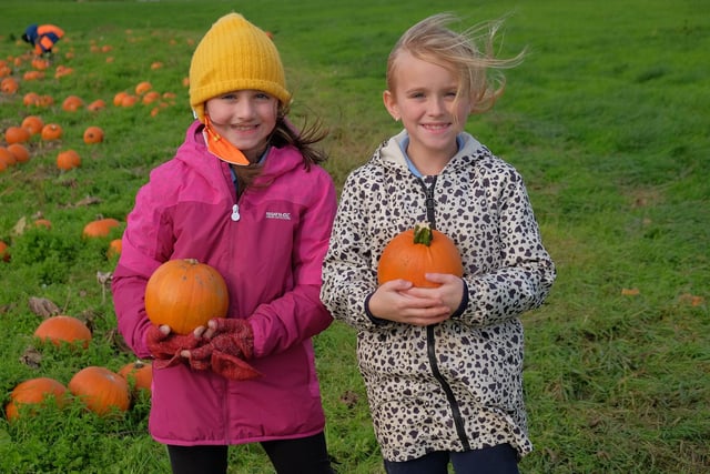 Local children from St Oliver Plunkett's Primary School in Ballyhegan help with the pumpkin harvest at Loughgall, Co. Armagh  CREDIT: LiamMcArdle.com