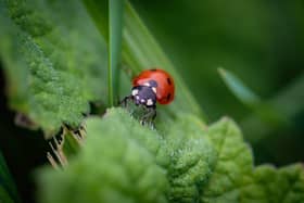 This informative workshop on Saturday, April 27 will delve into the fascinating world of invertebrates, the largest group of living organisms on the planet.  The half-day programme will include an indoor presentation highlighting some of the more common mini beasts to be found in the area, along with other more exotic creatures.  This will be followed by a guided mini beast hunt within the gardens.  The event runs from 10.30am - 1.30pm and admission is £1.25, with all proceeds going to the Mayor's charities.  For more information, visit https://antrimandnewtownabbey.gov.uk/events/2024/april/mini-beasts-workshop-for-the-family/