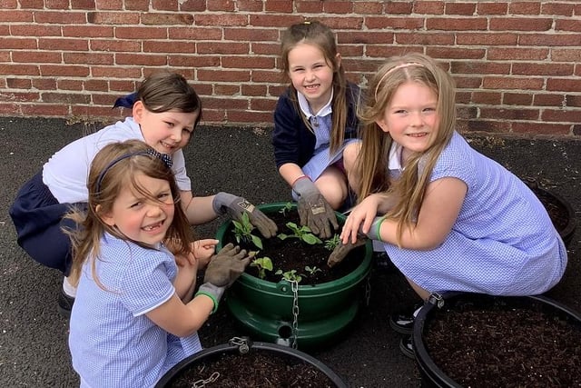 Killowen Primary School pupils putting the finishing touches to one of their hanging baskets - see the finished display in Coleraine’s town centre this summer.
