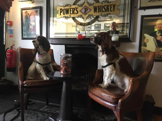 You don't have to leave your furry friends out of the fun in Belfast (Photo: The Hillside)