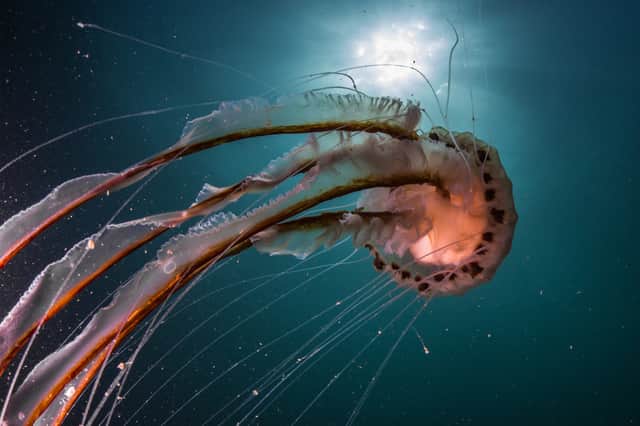 This compass jellyfish is one of six species of jellyfish found in the UK (Photo: Shutterstock)