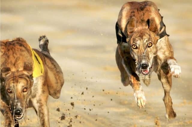 Greyhounds racing at Lifford Stadium in Donegal. Picture Margaret McLaughlin Â© by-line
not for sale