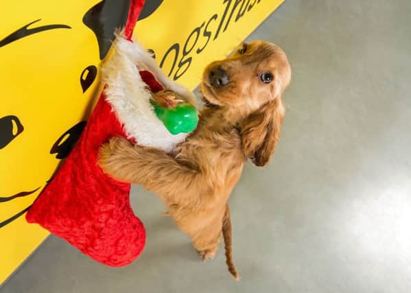 Dogs Trust Ballymena are holding their annual Christmas Fair on December 6.