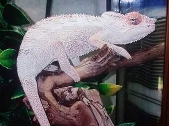 A lizard stolen from Ballymena pet shop