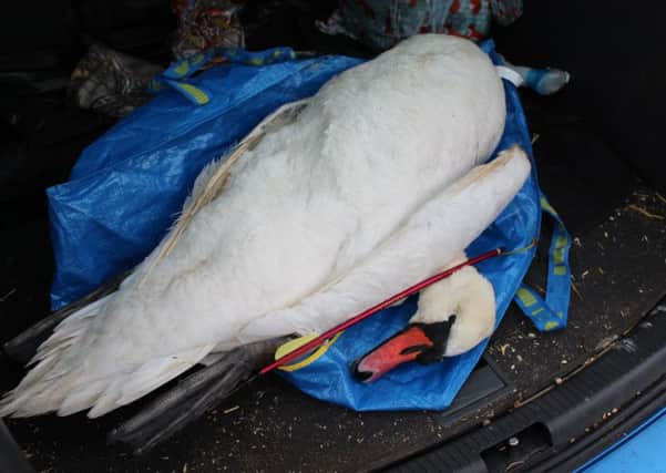 The swan was recovered by the USPCA