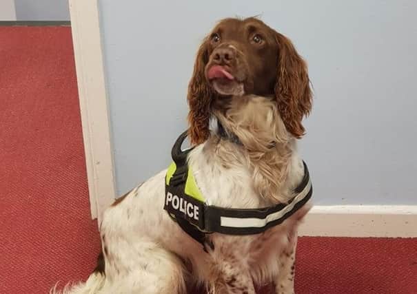 Police Dog Sam took part in the search operation in Larne.