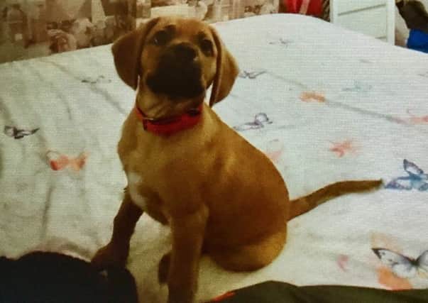 Police are hoping to reunite the puppy with his owners.