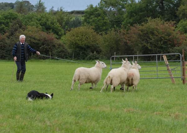 A good pen at a Cairncastle Sheepdog Society trial.  Archive image.
