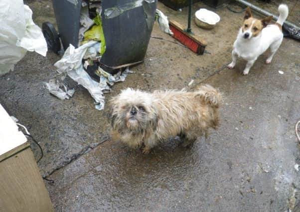 Dogs kept in filthy conditions by Co Armagh man