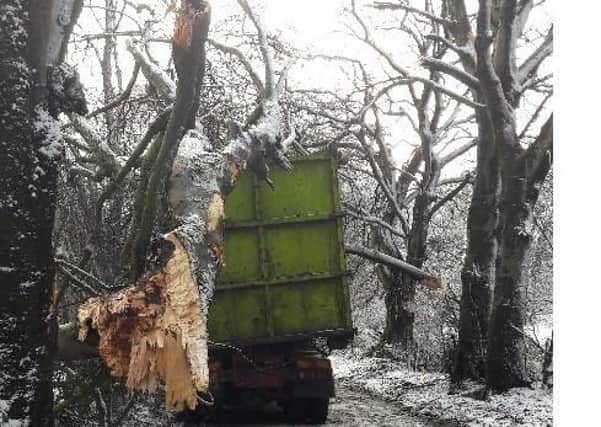 Tree down warning by Ballymena PSNI.