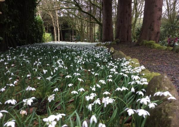 Snowdrop Walk is being held in memory of Christopher McKee (submitted image).