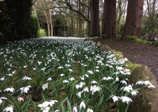 Snowdrop Walk is being held in memory of Christopher McKee (submitted image).