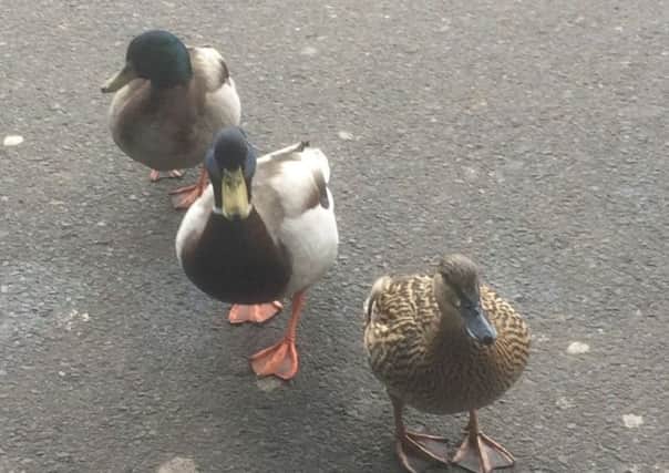 The ducks pictured at the Ballyclare Asda store on March 29.