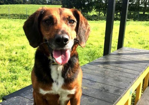 Carly is a lively and affectionate five-year-old Hound cross who is just one of the dogs waiting at Dogs Trust Ballymena on a forever home.