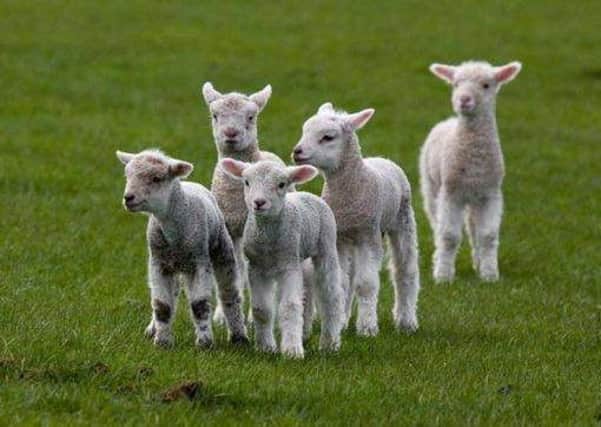 Ten lambs have been reported stolen on the Moneyneany Road, Draperstown.