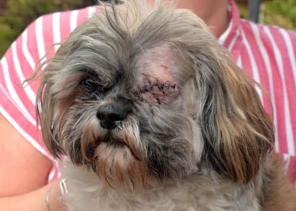 Ben who was attacked by two Staffordshire Bull Terriers at Kernan on Sunday causing him to lose an eye. INPT16-205.