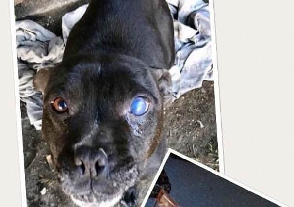 Probe into causing unnecessary suffering to this dog after drugs were found by police during planned searches