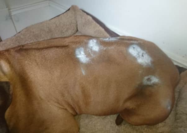 The dog that was attacked by Mr McBarron's dogs had to receive treatment at a local vets for a number of wounds.