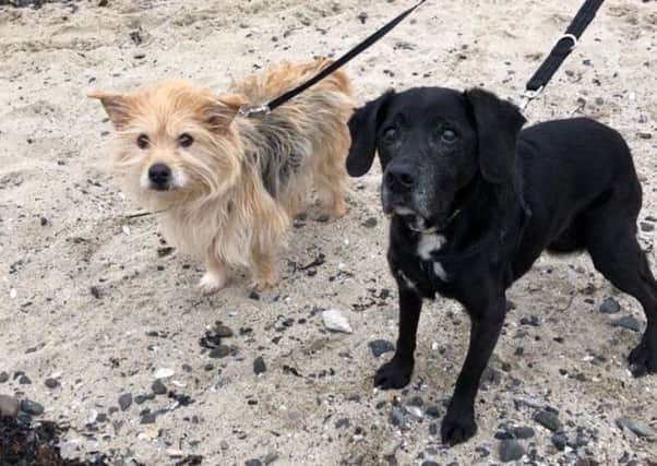 Golden Oldies: Molly and Martha looking for a forever home together.