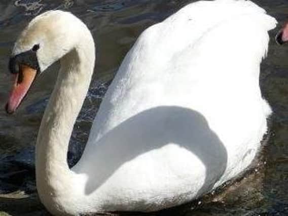 A barrier was erected after reports of swans becoming stuck in the overflow weir.