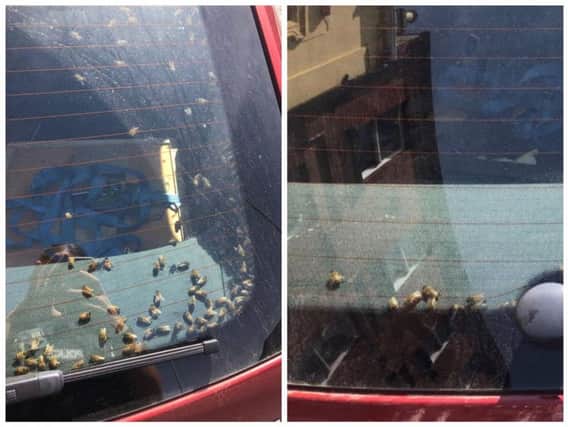 Police image of bees loose in car.