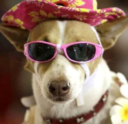 The Alley Theatre has a spectacular day of doggy activities planned as part of Summer Jamm in Strabane on Saturday.
