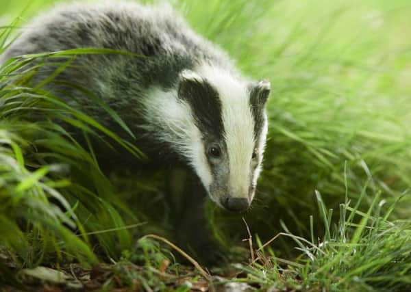 European badger (Meles meles), young cub foraging in daylight, England, UK
