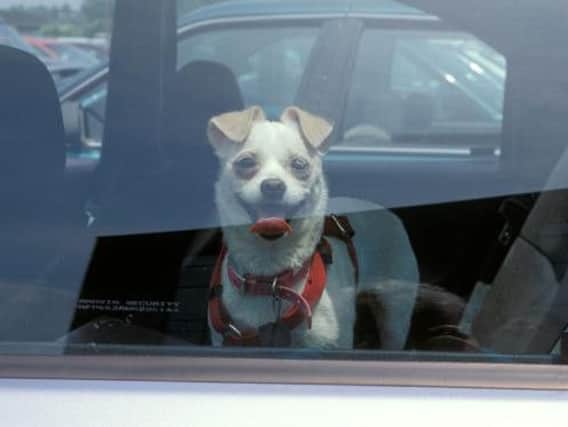 A dog in a car