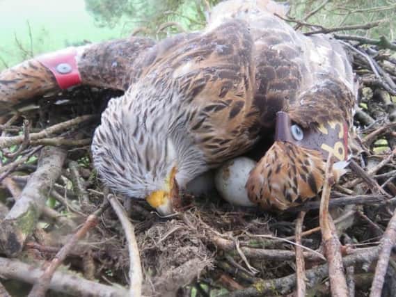 Deceased female red kite on three eggs pictured by Alan Ferguson.