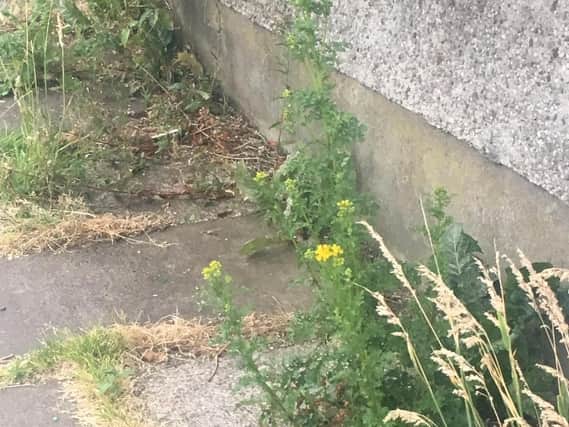 Weeds in Taghnevan are out of control says Sinn Fein