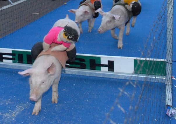 Larne RFC is hosting pig racing this weekend (stock image).