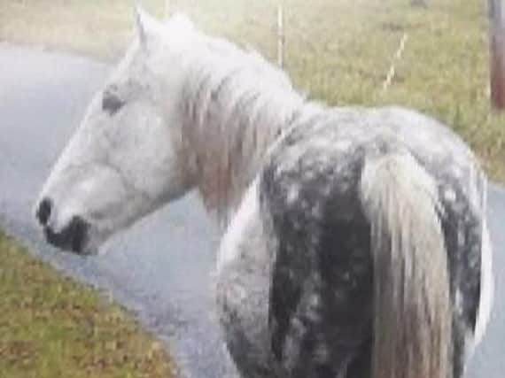 Is this your pony? If so, contact Cookstown NPT