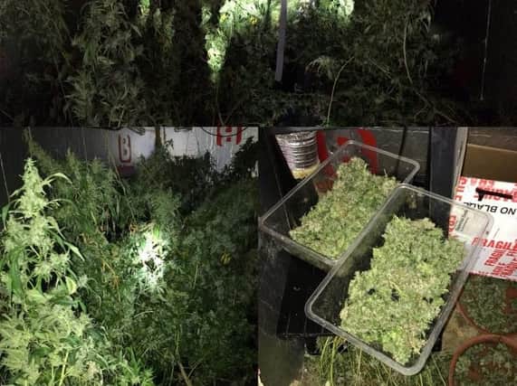 The PSNI posted this photograph of the cannabis plants on social media. (Photo: PSNI)