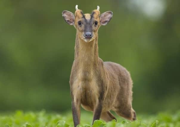 Muntjac deer appear to be breeding in Northern Ireland