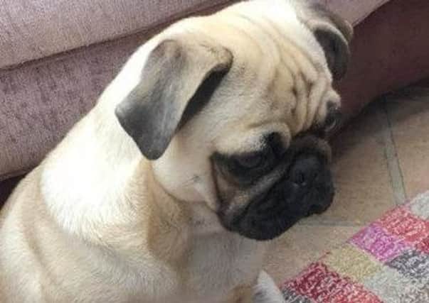 Jackson the Pug is recovering from complicated spinal surgery