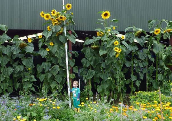 Jaxson Gilliland, from Gleno, had the borough's tallest sunflower.