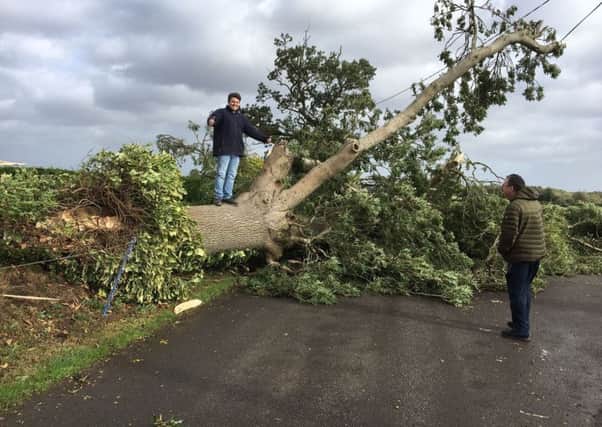 David Abraham on top of a tree which came down during Storm Ali at Esky Road Lurgan